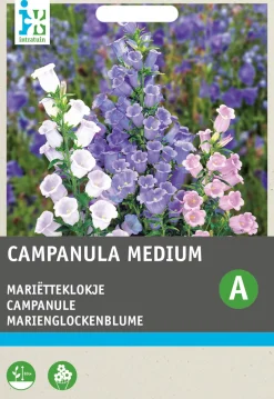 Intratuin Marienglockenblume (Campanula medium) Blumensamen| Saatgut|Blühende Pflanzen