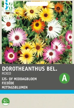 Intratuin Mittagsblumen (Mesembryanthemum bellidiformis) Blumensamen-Mischung| Saatgut|Immergrüne Pflanzen