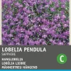 Intratuin Männertreu hängend (Lobelia pendula 'Saphir') Blumensamen| Saatgut|Blühende Pflanzen