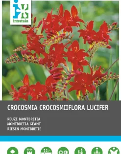 Intratuin Montebretie (Crocosmia 'Lucifer') Blumenzwiebeln rot 25 St.| Sommer-Blüher|Blumenzwiebeln