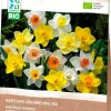Intratuin Narzisse (Narcissus grandiflora) gemischt (BIO) Blumenzwiebeln 15 St.| Frühlings-Blüher|Blumenzwiebeln