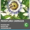 Intratuin Passionsblume blau (Passiflora caerulea) Blumensamen| Saatgut|Blühende Pflanzen