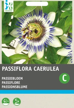 Intratuin Passionsblume blau (Passiflora caerulea) Blumensamen| Saatgut|Blühende Pflanzen