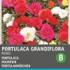 Intratuin Portulakröschen (Portulaca Grandiflora) Blumensamen-Mischung| Saatgut|Blühende Pflanzen
