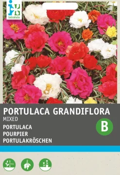 Intratuin Portulakröschen (Portulaca Grandiflora) Blumensamen-Mischung| Saatgut|Blühende Pflanzen