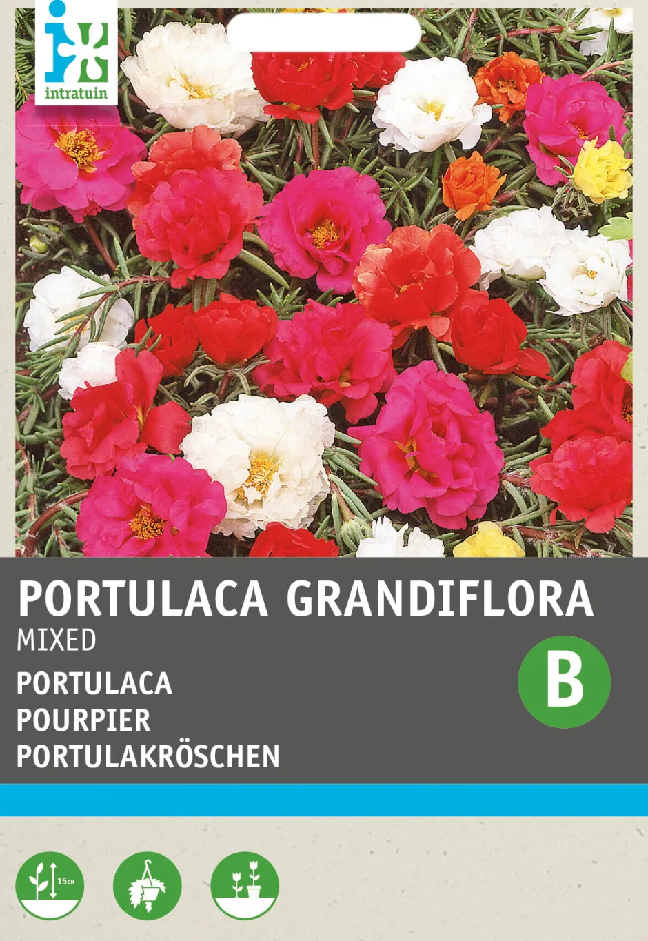 Intratuin Portulakröschen (Portulaca Grandiflora) Blumensamen-Mischung| Saatgut|Blühende Pflanzen