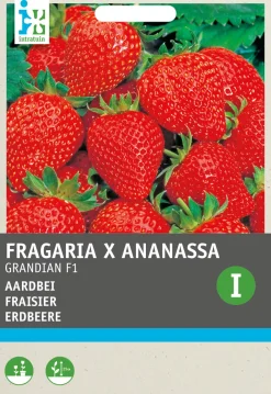 Intratuin Premium Erdbeere (Fragaria x Ananassa 'Grandian F1") Samen| Obstsamen|Saatgut