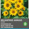 Intratuin Premium Topf-Sonnenblume (Helianthus annuus 'Pacino') Blumensamen| Saatgut|Blühende Pflanzen