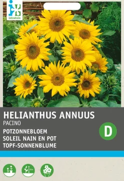 Intratuin Premium Topf-Sonnenblume (Helianthus annuus 'Pacino') Blumensamen| Saatgut|Blühende Pflanzen