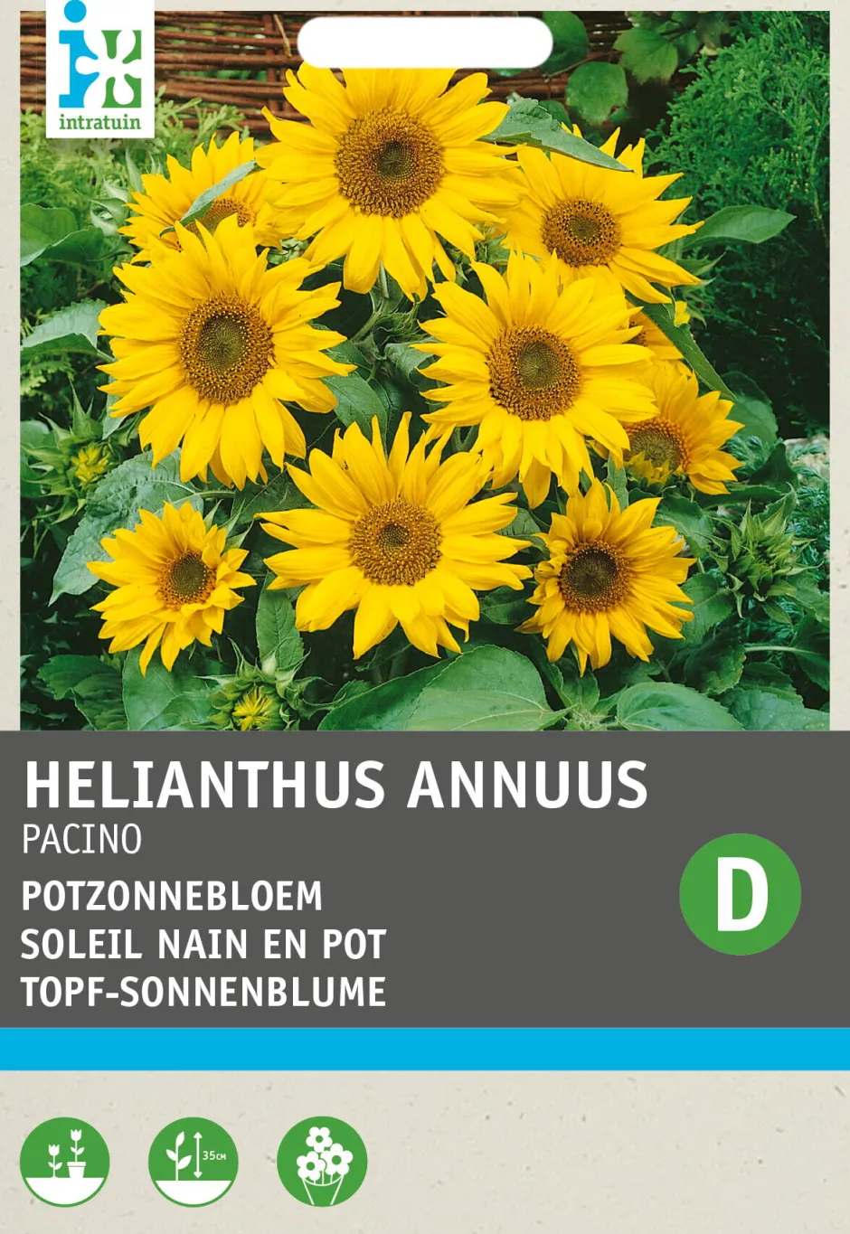 Intratuin Premium Topf-Sonnenblume (Helianthus annuus 'Pacino') Blumensamen| Saatgut|Blühende Pflanzen