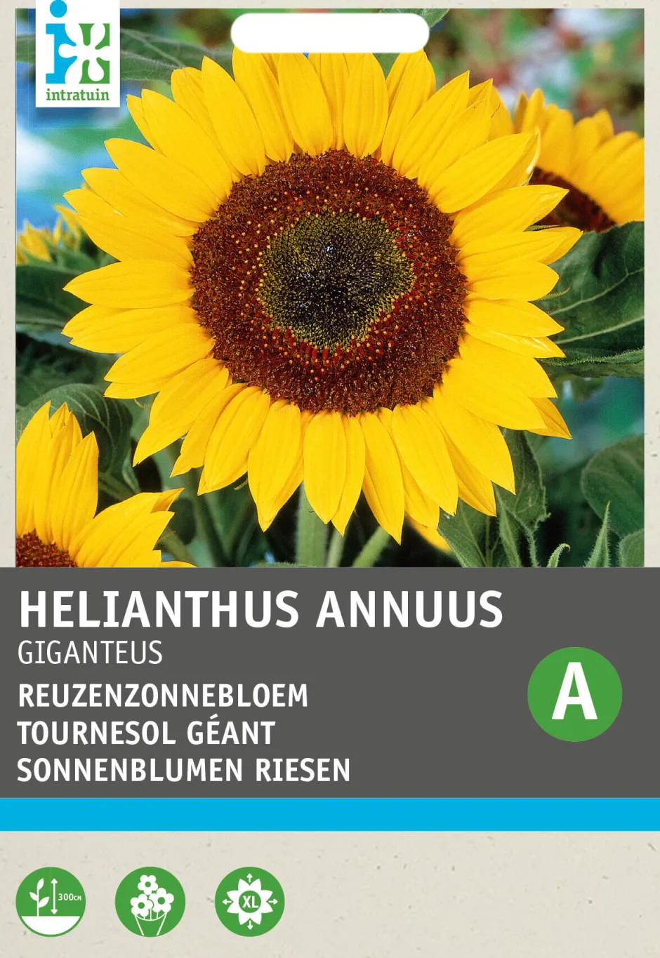 Intratuin Riesen-Sonnenblume (Helianthus annuus 'Giganteus') Blumensamen| Saatgut|Blühende Pflanzen