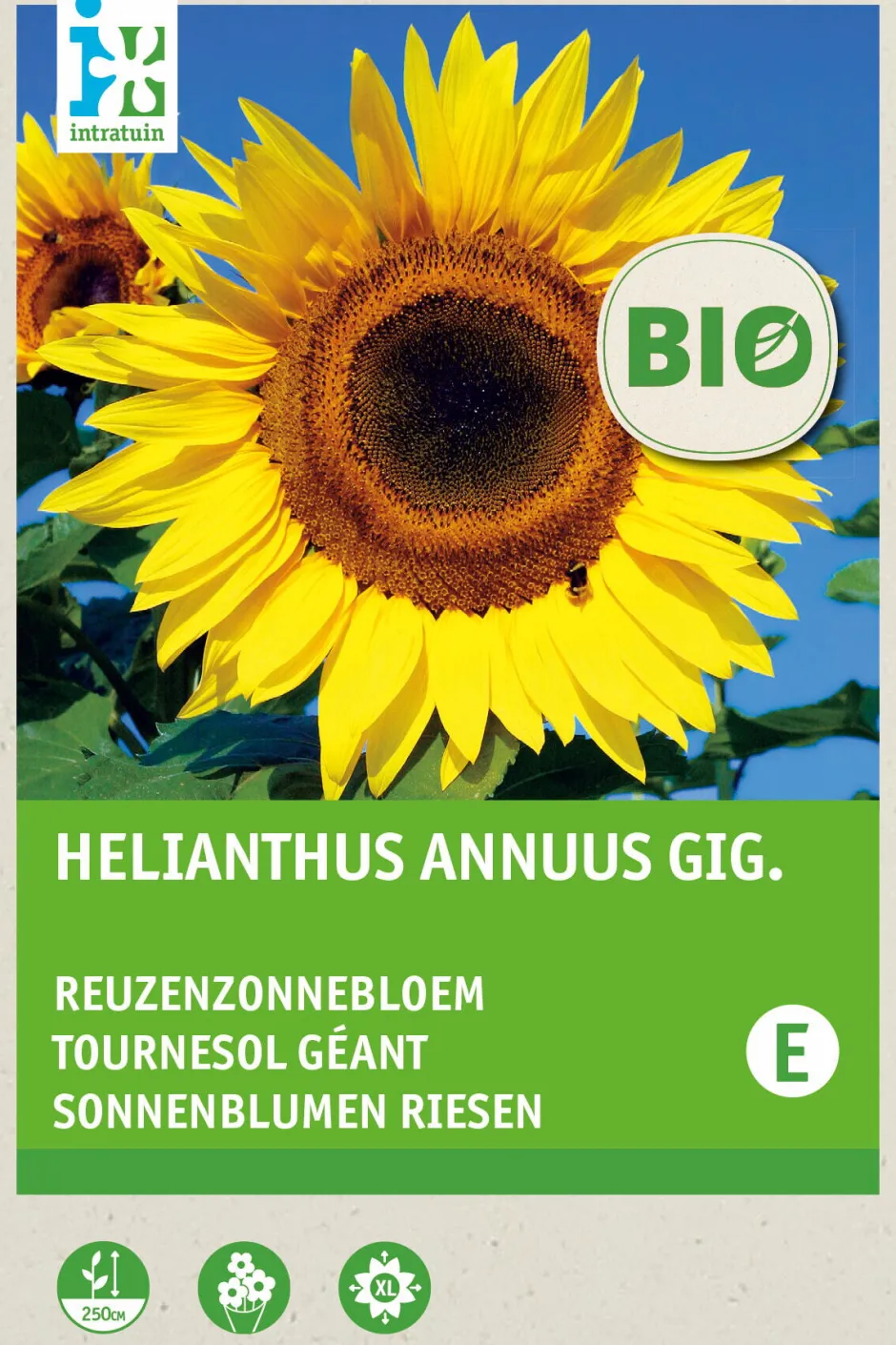 Intratuin Riesen-Sonnenblume (Helianthus annuus 'Giganteus') (BIO) Blumensamen| Saatgut|Blühende Pflanzen
