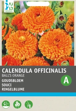 Intratuin Ringelblume (Calendula officinalis 'Ball's Orange') Blumensamen| Saatgut|Blühende Pflanzen