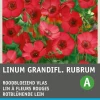 Intratuin Rotblühende Lein (Linum grandiflorum) Blumensamen| Saatgut|Blühende Pflanzen