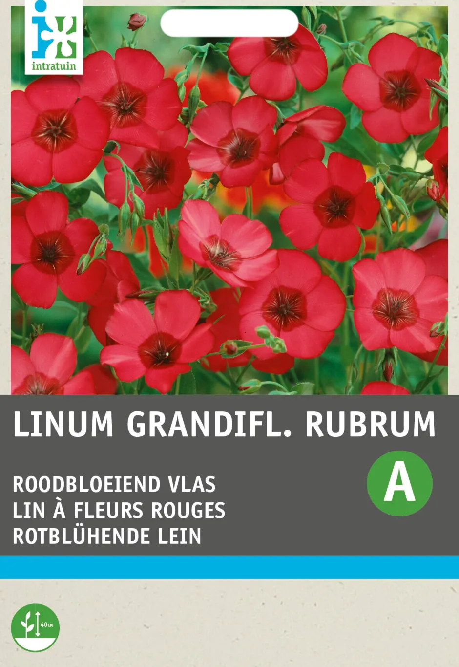 Intratuin Rotblühende Lein (Linum grandiflorum) Blumensamen| Saatgut|Blühende Pflanzen
