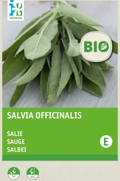 Intratuin Salbei (Salvia officinalis) (BIO) Samen| Kräutersamen|Saatgut
