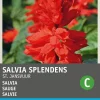 Intratuin Salvie (Salvia splendens 'Johannisfeuer') Blumensamen| Saatgut|Blühende Pflanzen
