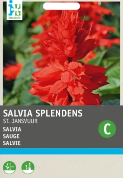 Intratuin Salvie (Salvia splendens 'Johannisfeuer') Blumensamen| Saatgut|Blühende Pflanzen