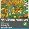 Intratuin Schlafmützchen (Eschscholtzia californica) Blumensamen-Mischung| Saatgut|Blühende Pflanzen