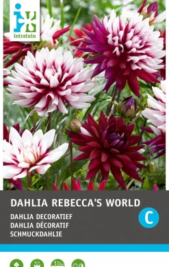Intratuin Schmuckdahlie (Dahlia deco 'Rebecca's World') Blumenzwiebel 1 St.| Sommer-Blüher|Blumenzwiebeln