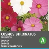 Intratuin Schmuckkörbchen (Cosmos bipinnatus 'Sensation') Blumensamen| Saatgut|Blühende Pflanzen