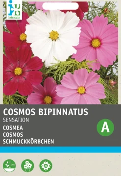 Intratuin Schmuckkörbchen (Cosmos bipinnatus 'Sensation') Blumensamen| Saatgut|Blühende Pflanzen