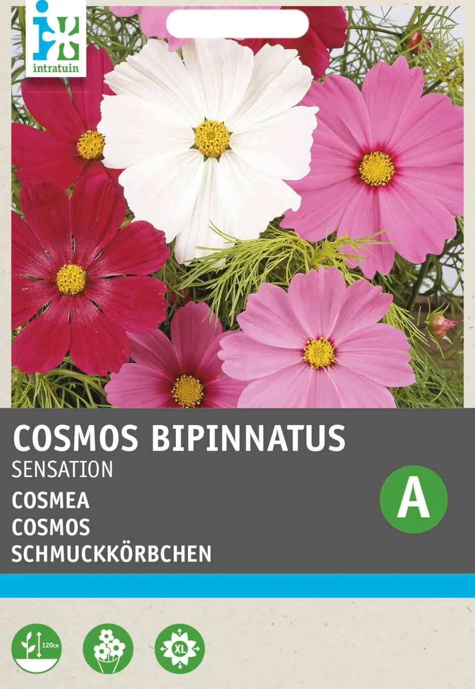Intratuin Schmuckkörbchen (Cosmos bipinnatus 'Sensation') Blumensamen| Saatgut|Blühende Pflanzen