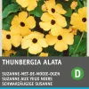 Intratuin Schwarzäugige Susanne (Thunbergia alata) Blumensamen| Saatgut|Blühende Pflanzen