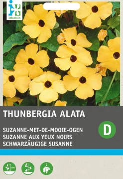 Intratuin Schwarzäugige Susanne (Thunbergia alata) Blumensamen| Saatgut|Blühende Pflanzen