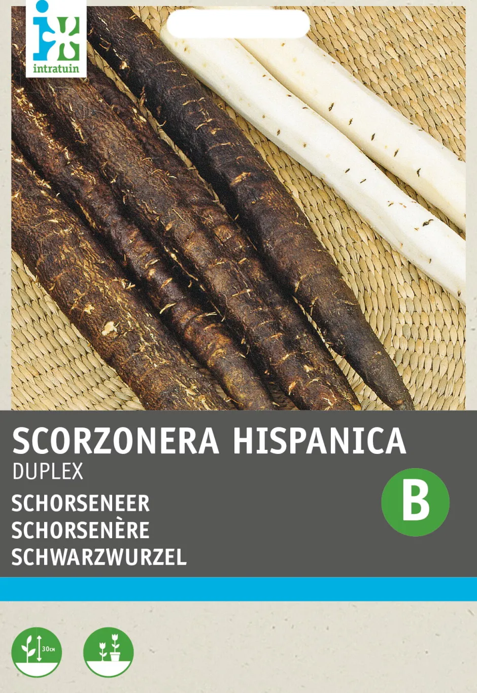 Intratuin Schwarzwurzel (Scorzonera hispanica 'Duplex') Samen| Gemüsesamen|Saatgut