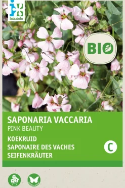 Intratuin Seifenkraut (Saponaria vaccaria 'Pink Beauty') (BIO) Samen| Blühende Pflanzen|Saatgut