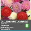 Intratuin Sommeraster (Callistephus chinensis 'Princesse') Blumensamen-Mischung| Blühende Pflanzen|Saatgut