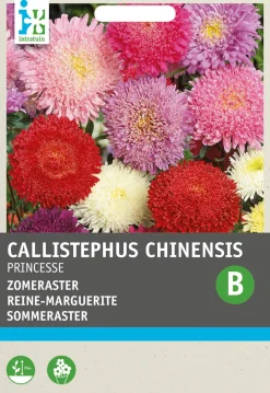 Intratuin Sommeraster (Callistephus chinensis 'Princesse') Blumensamen-Mischung| Blühende Pflanzen|Saatgut