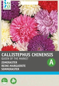 Intratuin Sommeraster (Callistephus chinensis 'Reine des Halles') Blumensamen| Saatgut|Blühende Pflanzen