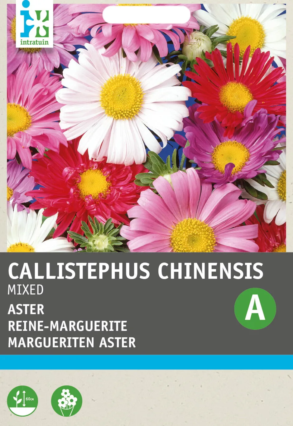 Intratuin Sommeraster (Callistephus chinensis) Blumensamen-Mischung| Saatgut|Blühende Pflanzen