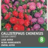 Intratuin Sommeraster (Callistephus chinensis 'Colour Carpet') Blumensamen| Saatgut|Blühende Pflanzen