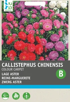 Intratuin Sommeraster (Callistephus chinensis 'Colour Carpet') Blumensamen| Saatgut|Blühende Pflanzen