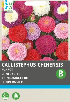 Intratuin Sommeraster (Callistephus chinensis 'Pompon') Blumensamen| Saatgut|Blühende Pflanzen