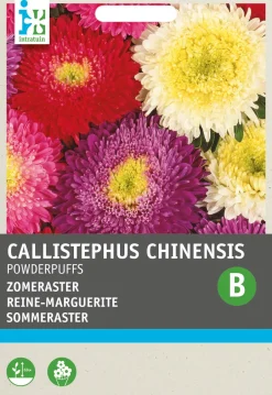 Intratuin Sommeraster (Callistephus chinensis 'Powderpuffs') Blumensamen| Saatgut|Blühende Pflanzen