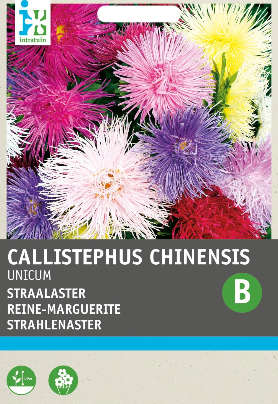 Intratuin Sommeraster (Callistephus chinensis 'Unicum') Blumensamen| Saatgut|Blühende Pflanzen