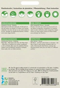 Intratuin Sommeraster (Callistephus chinensis 'Unicum') Blumensamen| Saatgut|Blühende Pflanzen