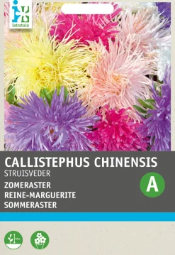 Intratuin Sommeraster gemengd (Callistephus chinensis) Blumensamen| Saatgut|Blühende Pflanzen