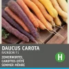 Intratuin Sommer-Möhre 'Regenbogen' (Daucus carota var. Sativus) Samen| Gemüsesamen|Saatgut
