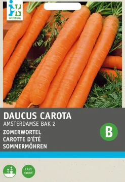 Intratuin Sommermöhren (Daucus carota 'Amsterdamse Bak') Samen| Gemüsesamen|Saatgut