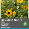 Intratuin Sonnenblume gelb (Helianthus debilis 'Stella') Blumensamen| Saatgut|Blühende Pflanzen