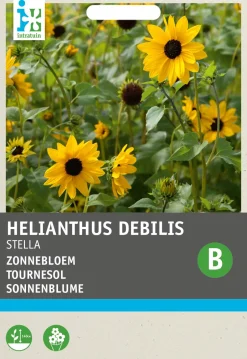 Intratuin Sonnenblume gelb (Helianthus debilis 'Stella') Blumensamen| Saatgut|Blühende Pflanzen
