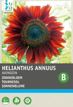 Intratuin Sonnenblume (Helianthus annuus 'Abendsonne') Blumensamen| Saatgut|Blühende Pflanzen