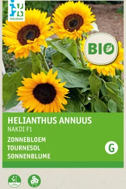 Intratuin Sonnenblume (Helianthus annuus 'Zohar F1') (BIO) Blumensamen| Saatgut|Blühende Pflanzen