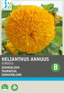 Intratuin Sonnenblume (Helianthus annuus 'Sungold') Blumensamen| Saatgut|Blühende Pflanzen