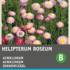 Intratuin Sonnenflügel (Acrolineum roseum) Blumensamen| Saatgut|Blühende Pflanzen